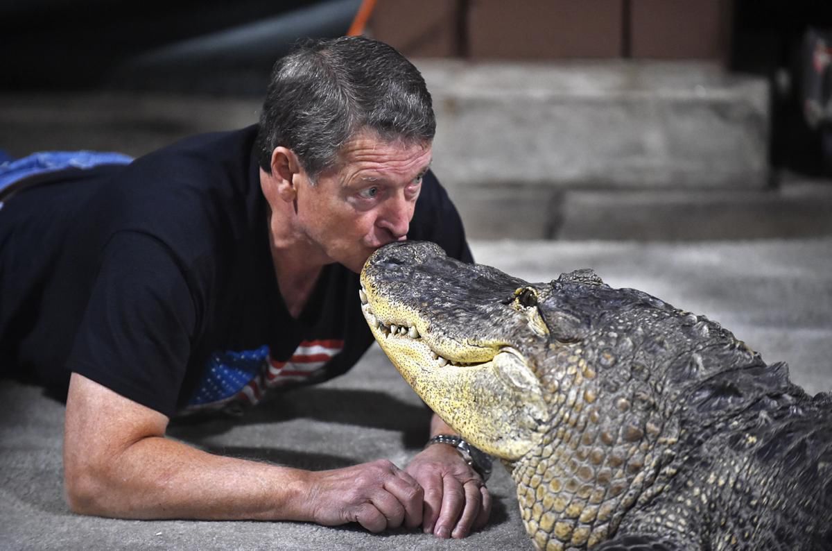 011019-alligator
